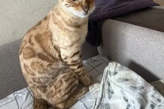 Кошки потеряшки, Одинцово, фото: Потеряшка кошка Лео, Чикина 11, Одинцово