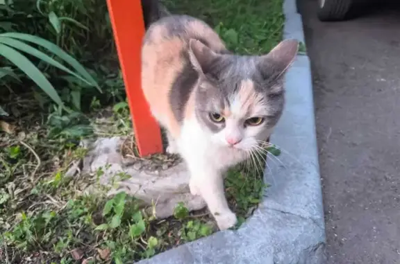 Трехцветная кошка найдена на Королёва, 32