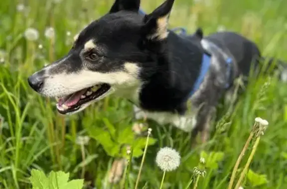 Найдена собака на Южном шоссе, 51 к1