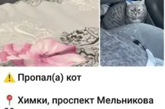 Пропала кошка, пр. Мельникова 29, Химки