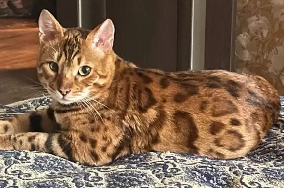 Пропала бенгальская кошка, Вторая Пятилетка