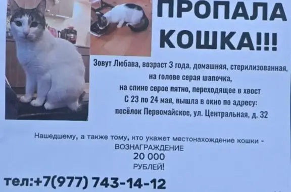 Пропала кошка, Центр. ул., 32, Первомайское