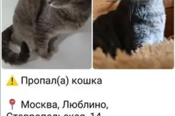 Пропала кошка, Ставропольская 14, Москва