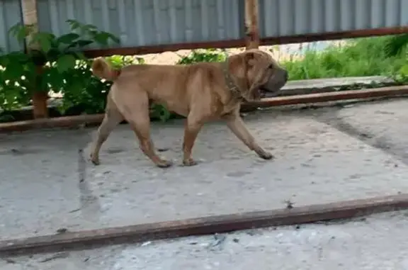 Найдена собака, Кинешма, фото: Собака найдена: Подгорная ул., 7, Кинешма