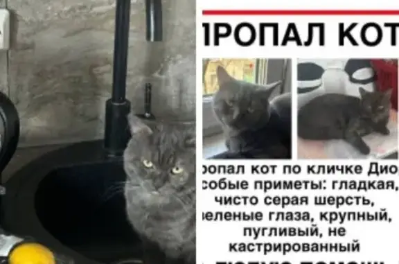 Пропала кошка, 1-й Институтский пр., 5