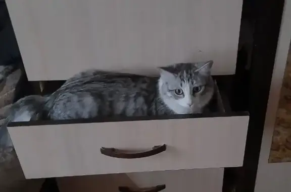 Пропала кошка, пр. Макеева, 53, Миасс