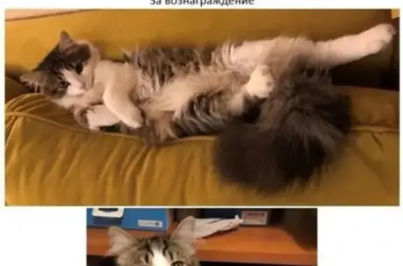 Пропала кошка, Живописная ул. 9 к3