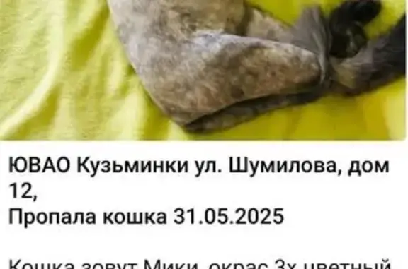 Пропала кошка, ул. Шумилова 12, Москва