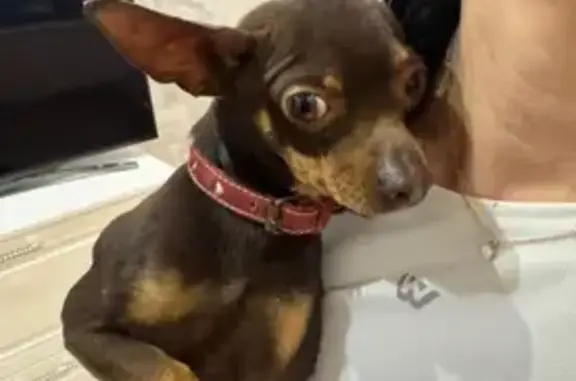 Собака найдена, Сергеева 10, Астрахань