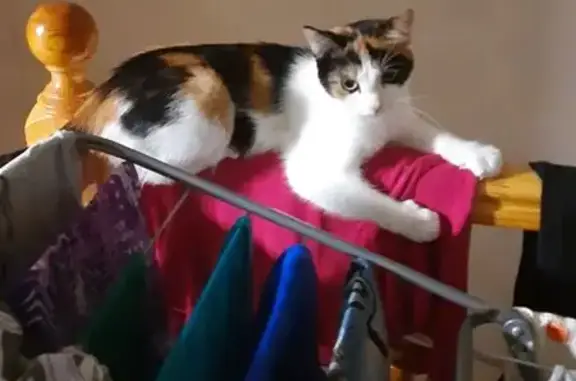 Кошки потеряшки, Петрозаводск, фото: Потеряшка кошка, Фонтанный пр., 38, Петрозаводск