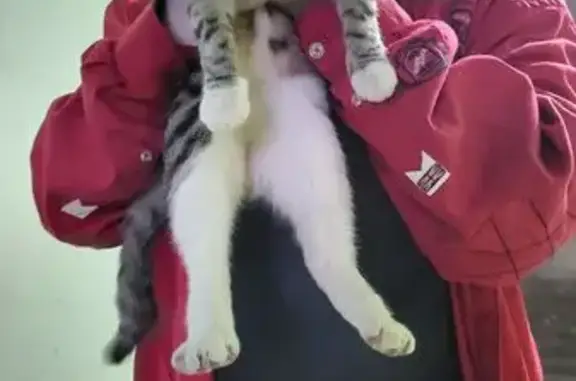 Найдена кошка, Санкт-Петербург, фото: Кошка найдена: Днепропетровская ул, 3