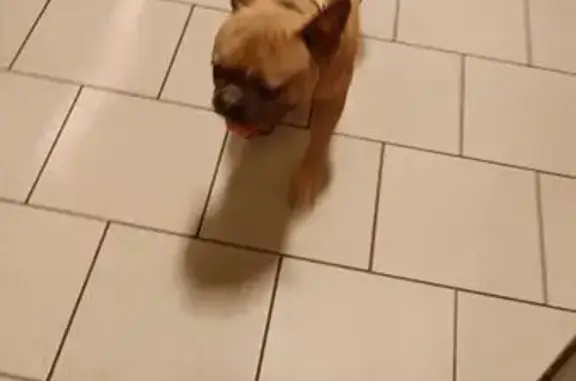 Найдена собака, Батайск, фото: Собака найдена, ул. Урицкого 7, Батайск