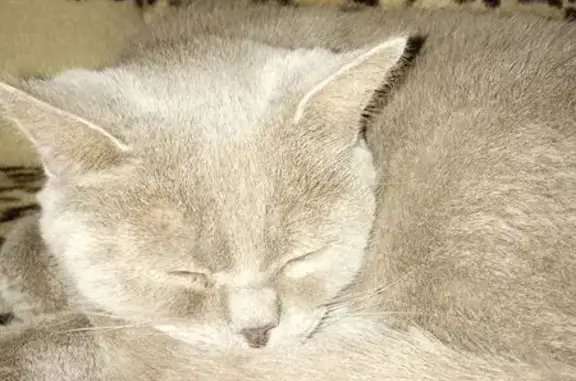 Кошки потеряшки, Старый Оскол, фото: Потеряшка кошка, Подгорная 56, Старый Оскол
