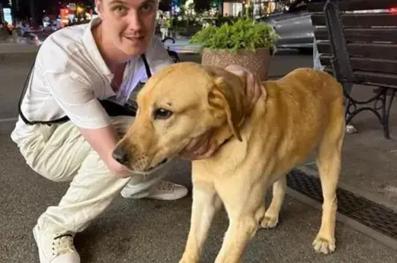 Потерян лабрадор на ул. Красная, 176