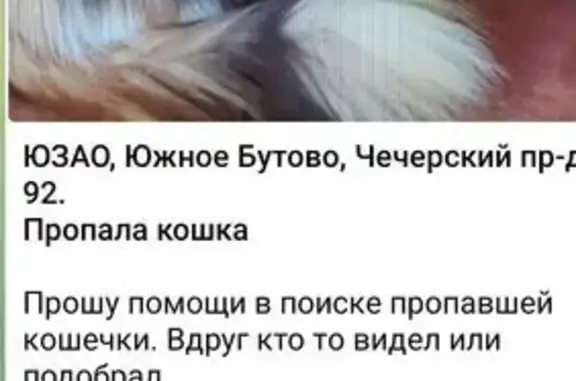 Пропала кошка, Чечёрский проезд, 92