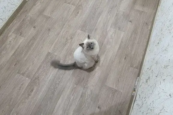 Кошки потеряшки, Уфа, фото: Потеряшка кошка, Сельская 8/1, Уфа