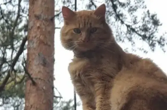 Пропала кошка на Приморском шоссе
