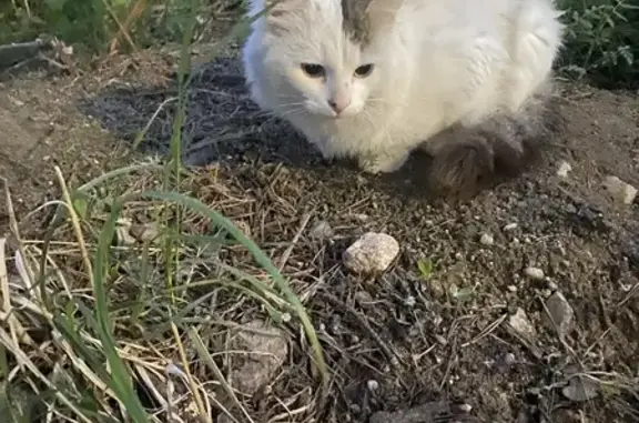 Найденные животные Петрозаводск, фото: Кошка найдена: Боровая 46, Петрозаводск