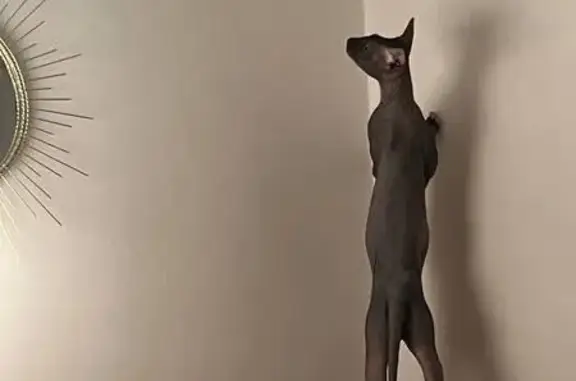 Пропала кошка, ул. Матросова, 10, Крск.