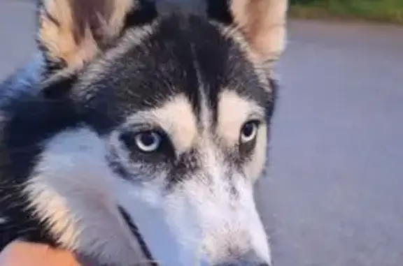 Собака найдена: Флотская ул., Приморье