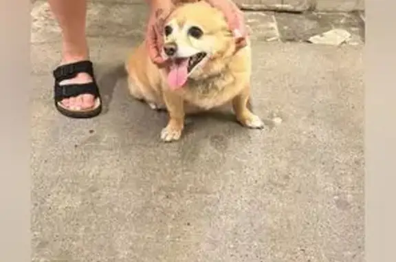 Найдена собака, Казань, фото: Собака найдена: Ново-Осиновская 15А, Казань