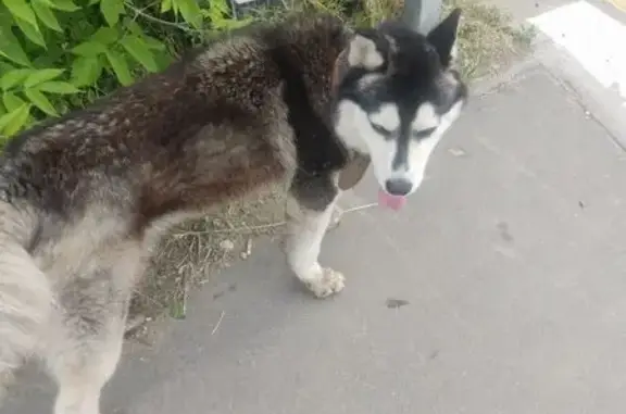 Найдена собака, Казань, фото: Хаски найдена: ул. Дементьева, 28, Казань