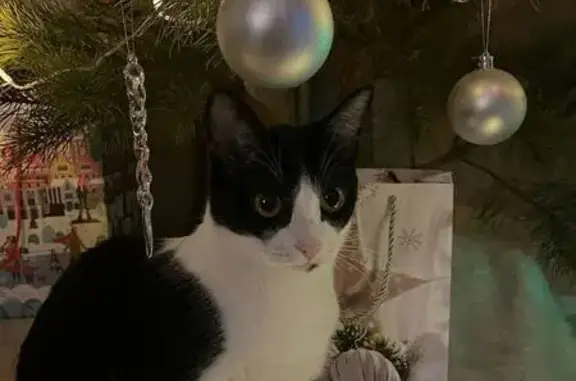 Объявления о пропавших и найденных животных, Октябрьский (Московская обл.) (Москва и Московская обл.), фото: Пропала черно-белая кошка, Октябрьский 28