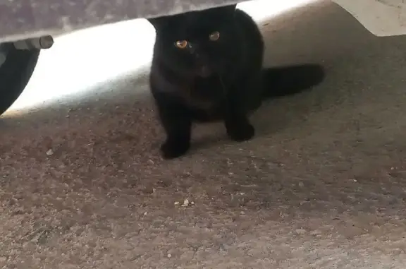 Найдена чёрная кошка, Заречный пр., 6, Тюмень