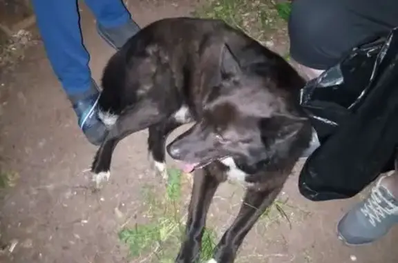 Найдена собака, Нижний Новгород, фото: Собака найдена: Широтная ул., 8, Н. Новгород