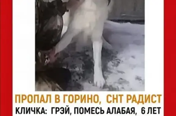 Пропала собака, 8-я Ягодная, Иваново