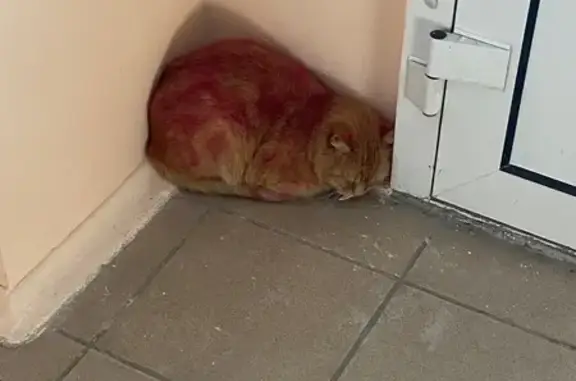 Найдена кошка, Красноярск, фото: Найдена кошка, ул. Киренского, 2И