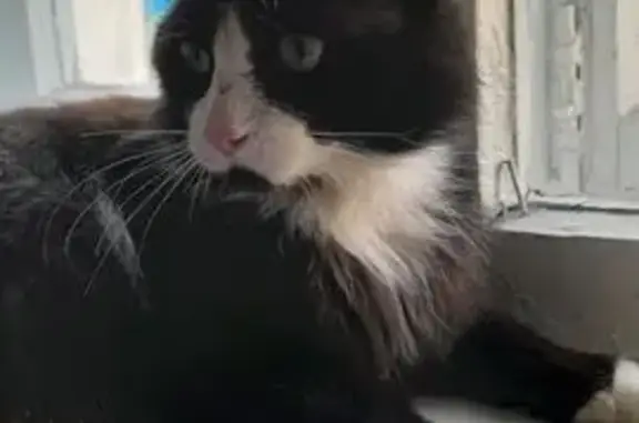 Кошка найдена: Профинтерна, 48, Барнаул