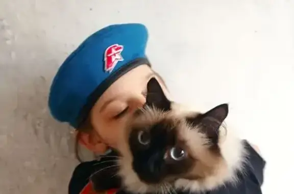 Кошки потеряшки, Снежинск, фото: Потеряшка кошка, Комсомольская 2А, Снежинск