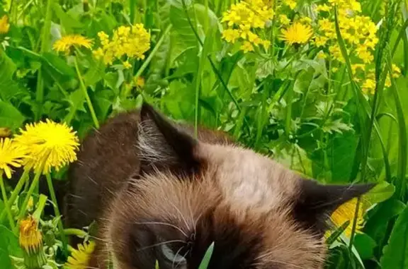 Кошки потеряшки, Новосибирск, фото: Потеряшка кошка, ул. Чекалина, 3, Новосиб.