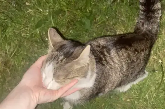 Найдена кошка, Кемерово, фото: Найдена кошка, ул. Мичурина 29, Кемерово