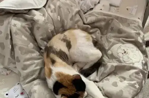 Кошки потеряшки, Самара, фото: Потеряшка кошка, Финютина 60, Самара