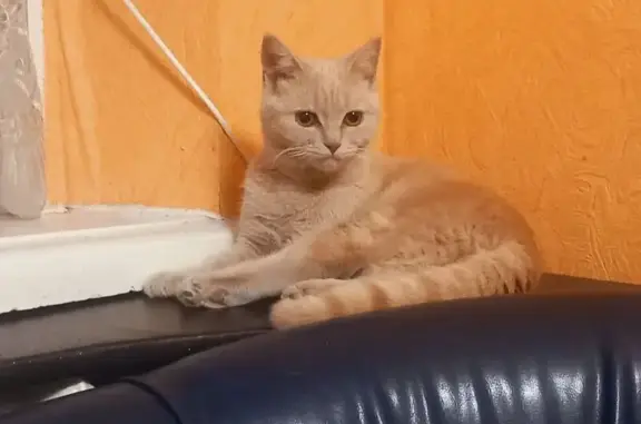 Пропала кошка, ул. Свободы 204, Сальск