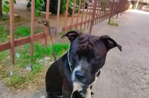 Собака найдена: ул. Чайковского, 27, Крд