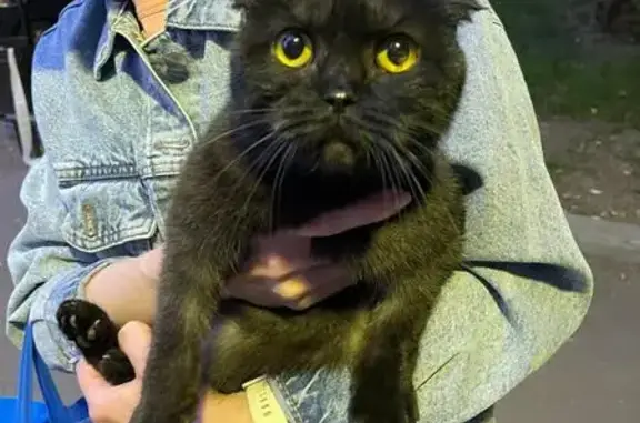 Кошка найдена на ул. Комарова, 13, Москва