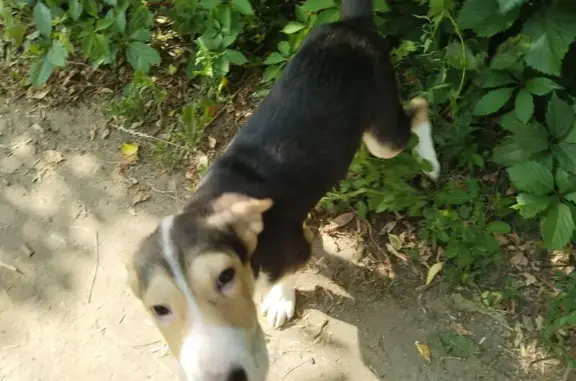 Собака найдена на ул. З. Космодемьянской, 46