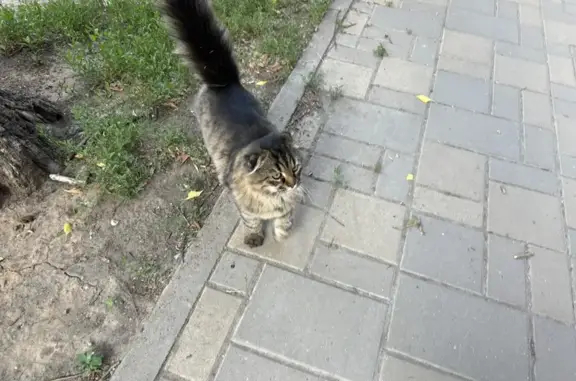 Найдена кошка, Самара, фото: Кошка найдена: Самарская ул., 146, Самара