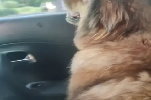 Собака найдена, ул. Карла Маркса 63, Киров