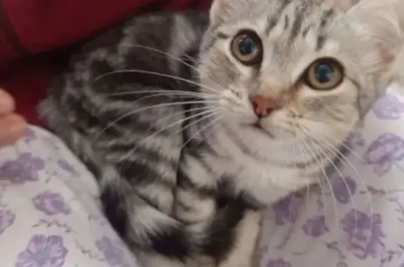 Пропала кошка, ул. Победы 81, Колпашево