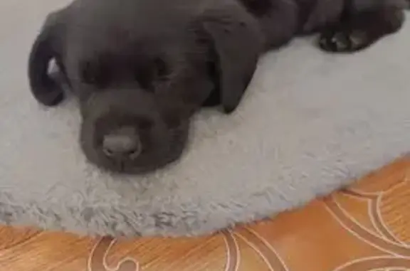 Щенок лабрадора найден: ул. Мира 9, Иркутск