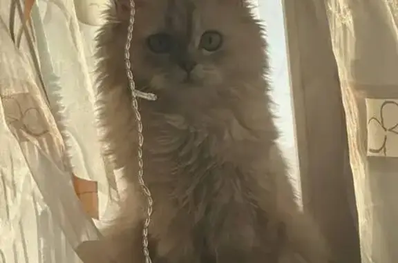 Кошки потеряшки, Челябинск, фото: Потеряшка белая кошка, Челябинск, Агалакова 48