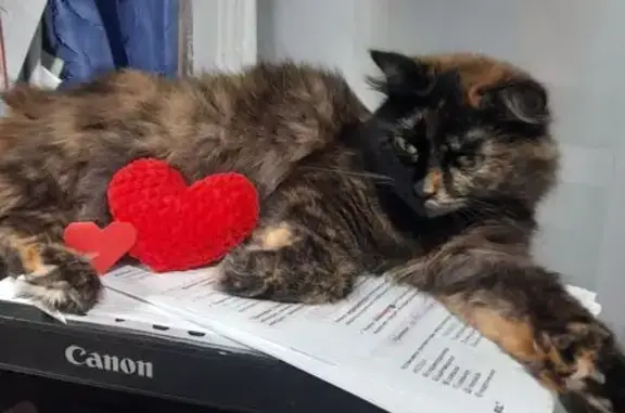 Кошки потеряшки, Таштагол, фото: Потеряшка кошка, ул. Клары Цеткин, Таштагол