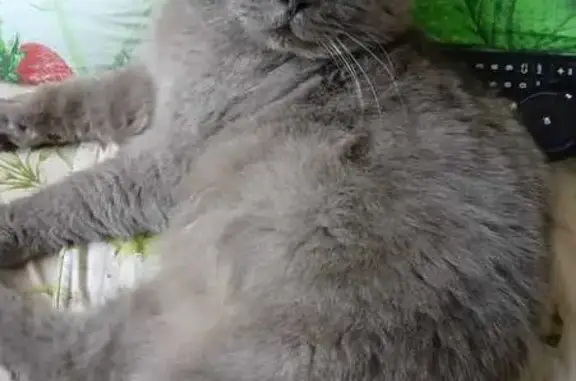 Пропала кошка, ул. Маяковского, 19, Ярцево