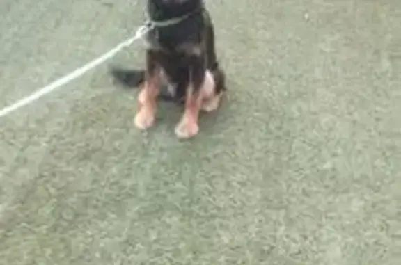 Собака найдена у поселка Поросозеро - photo