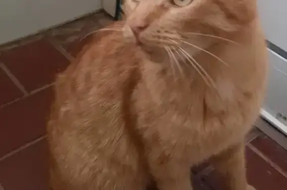 Кошка найдена на Шишкова, 6 с6, Тюмень