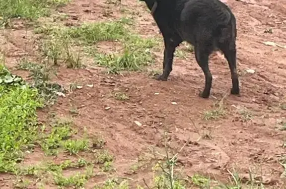 Найдена собака, Киров, фото: Собака найдена: Ульяновская 2, Киров